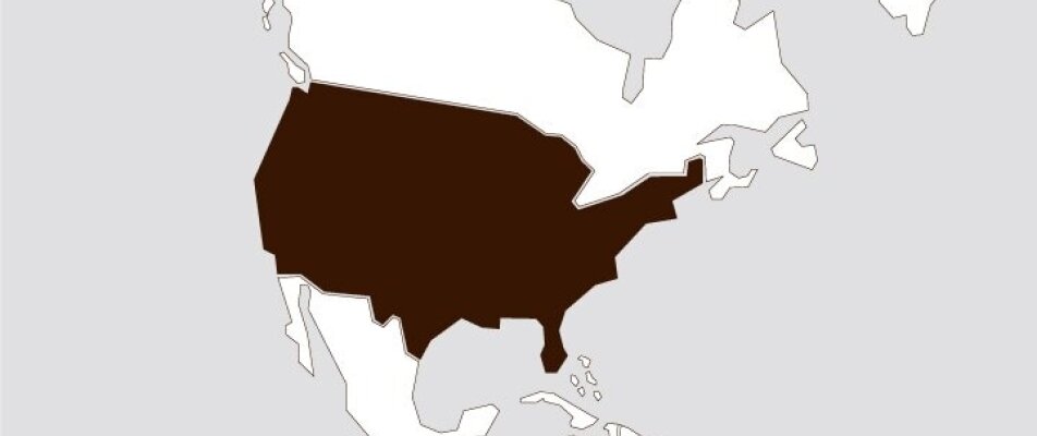 1980: ILLYCAFFÈ IN THE U.S.A.